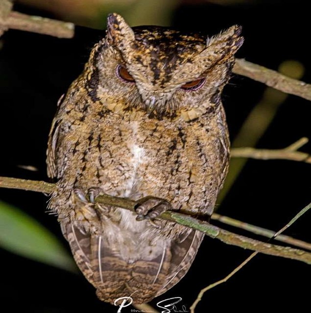 Collared Scops Owl